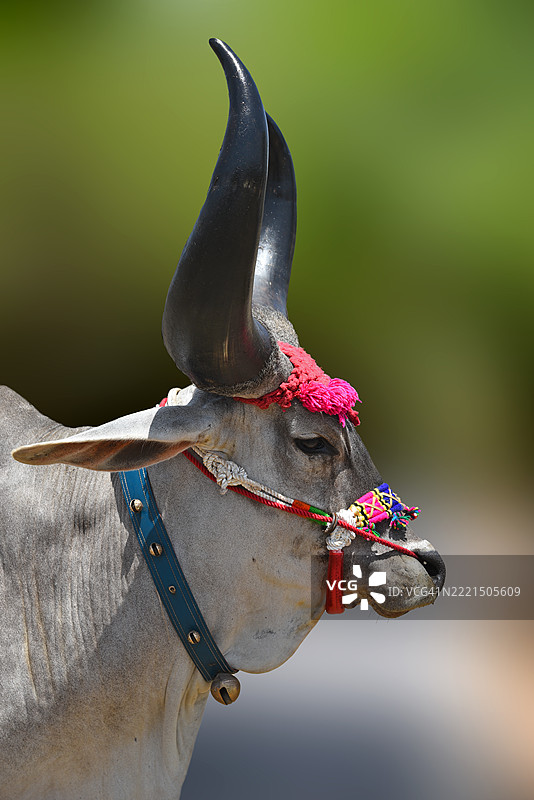 印度古吉拉特邦的健康公牛品种图片素材