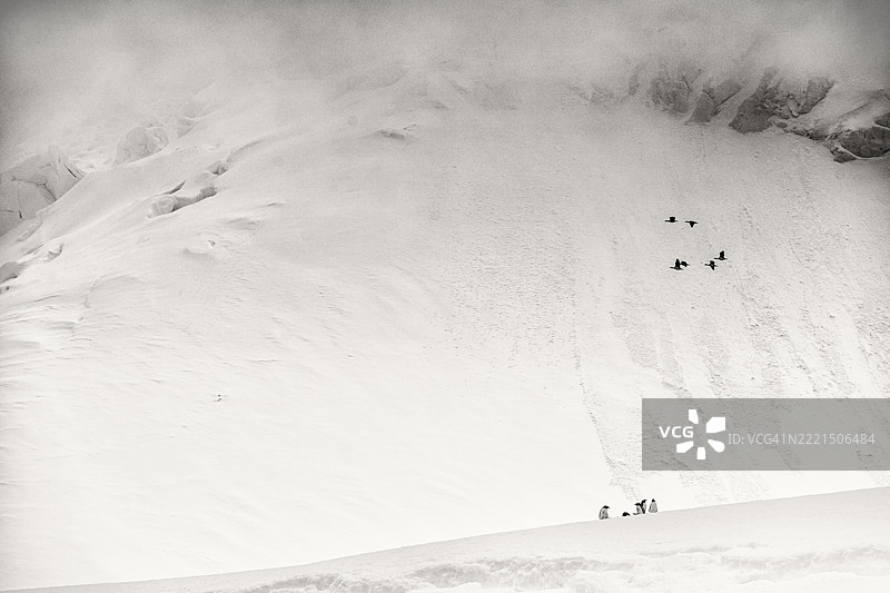 米克尔森港口的黑白动态企鹅与鸬鹚艺术图片素材