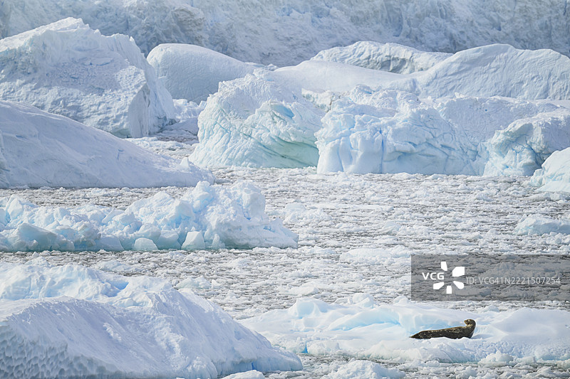 冰冷的Cierva湾中，豹海豹与冰雪景观相映成趣图片素材