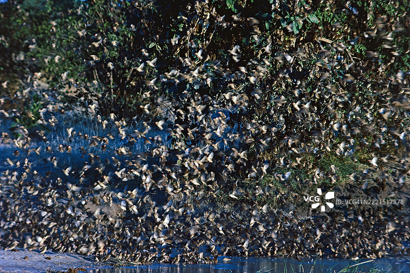 红嘴雀群图片素材