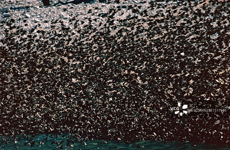 红嘴雀图片素材