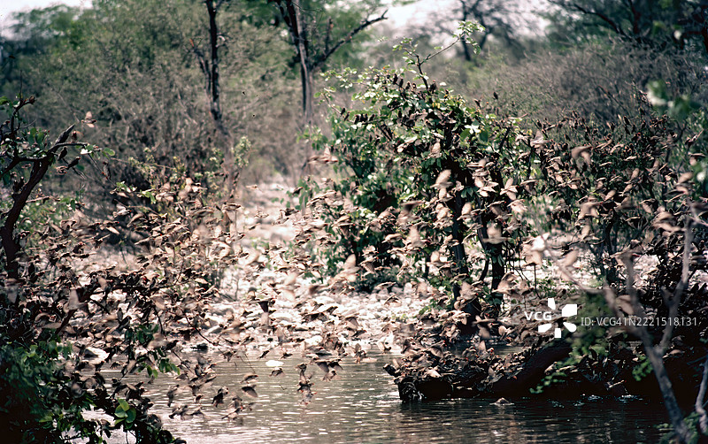 埃托沙的雀鸟图片素材
