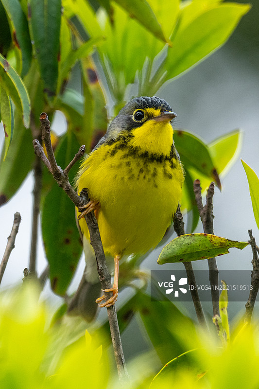 蓝岭山脉中的加拿大鹪鹩栖息在灌木上图片素材