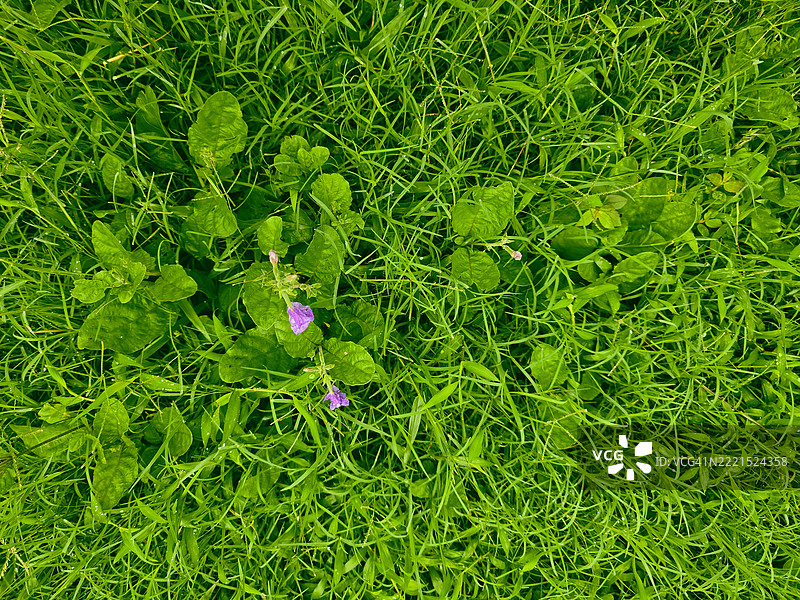 绿色草地上的紫色紫罗兰特写镜头图片素材