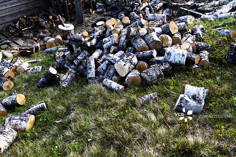 一大堆桦木原木图片素材