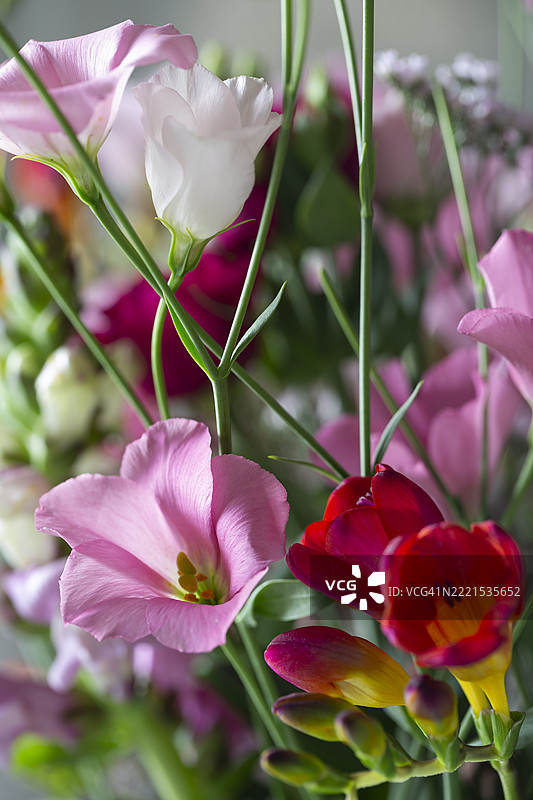 五彩缤纷的花束图片素材