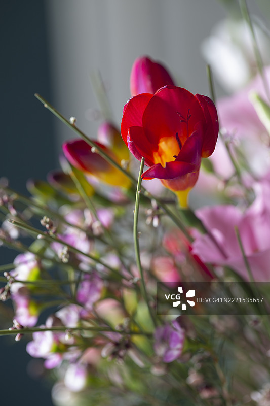 五彩缤纷的花束图片素材