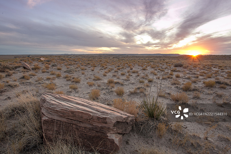 佩特里法德森林国家公园的化石图片素材