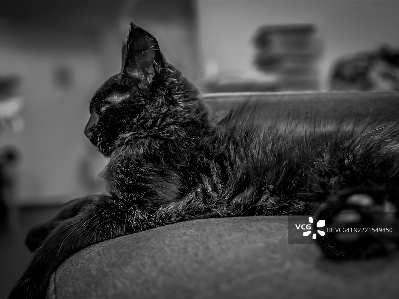 小缅因猫宝宝在沙发上休息图片素材