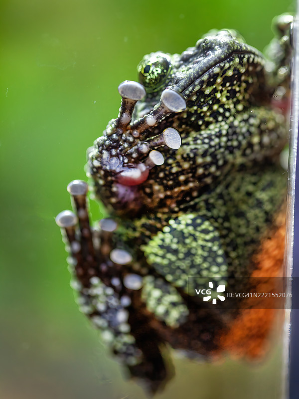 越南苔藓蛙图片素材