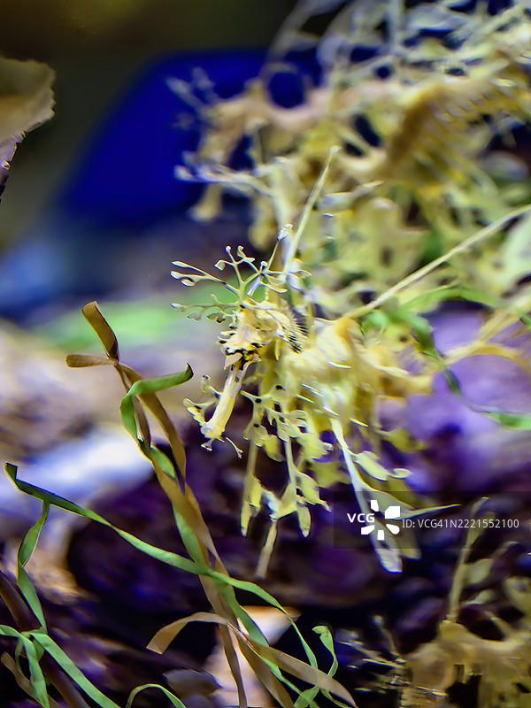 叶状海龙图片素材