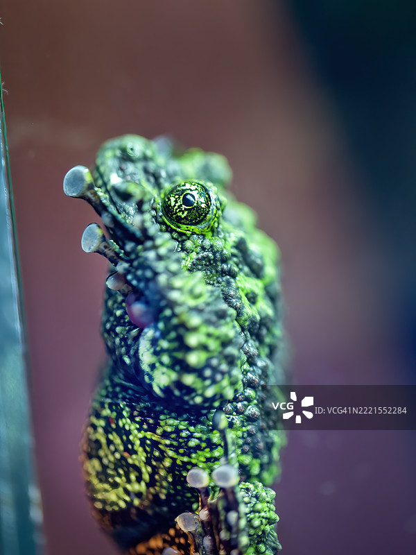 越南苔藓蛙图片素材