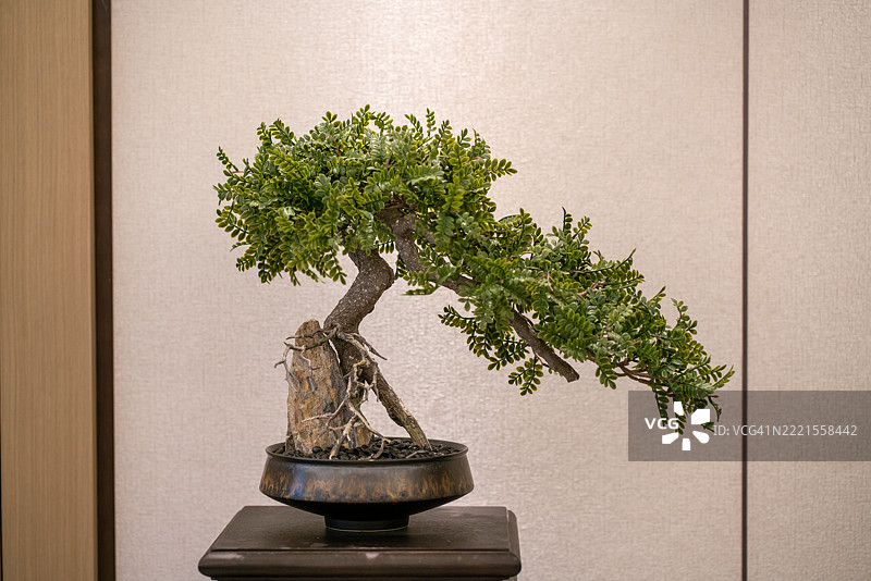 盆景树在架子上 - 自然之美的艺术展示图片素材