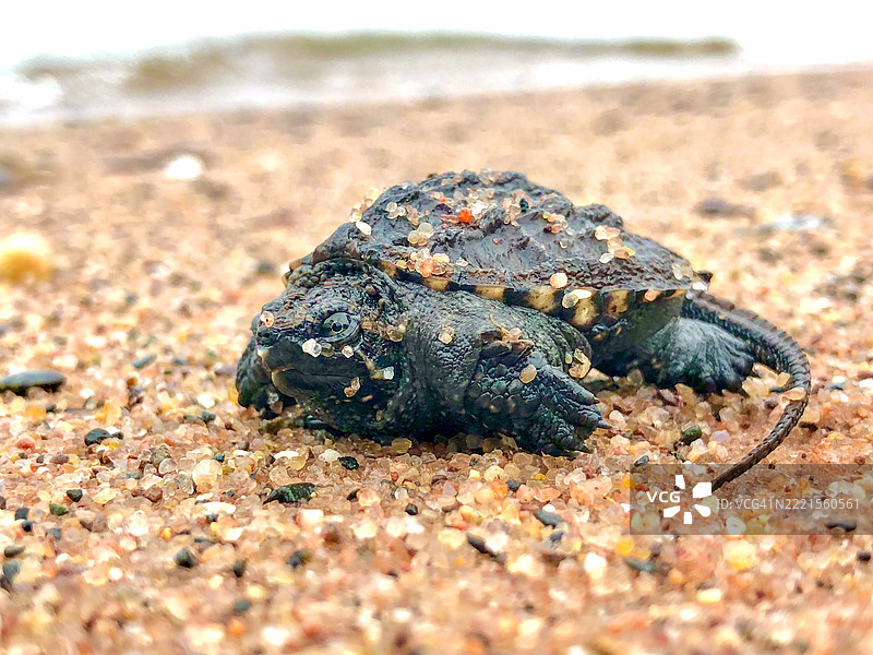 snapping turtle 幼龟图片素材