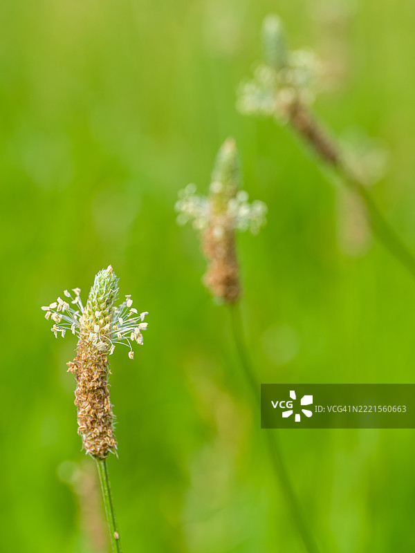 英式香蕉花头图片素材