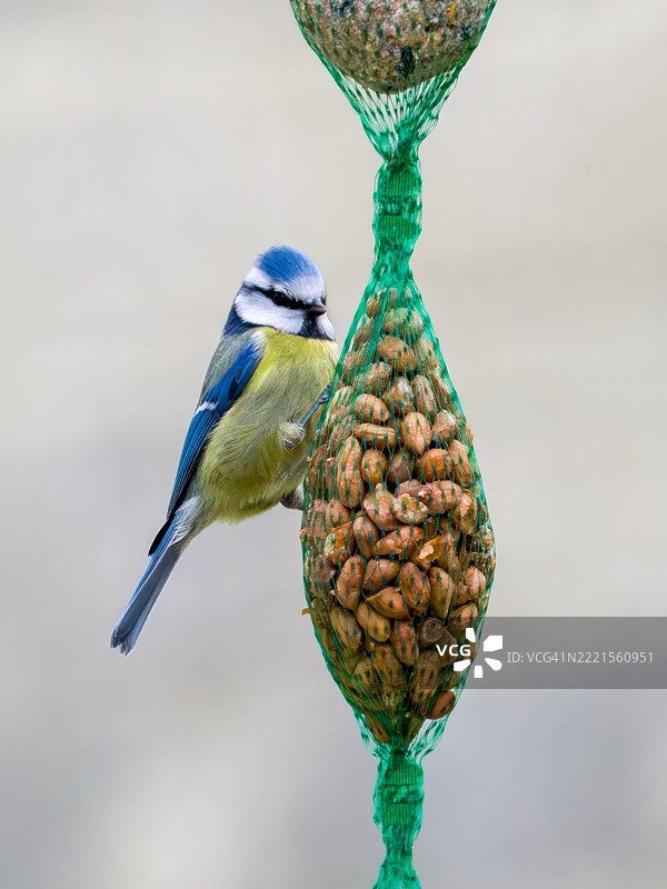 欧亚蓝山雀图片素材