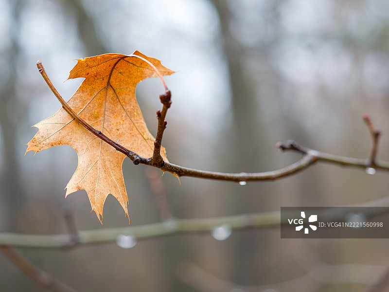 悬挂着图片素材