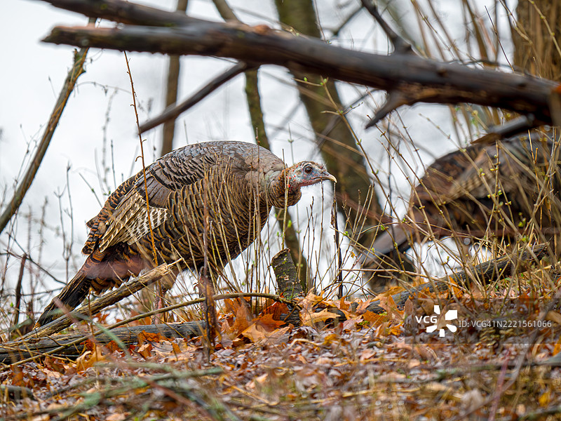 野生母火鸡在灌木丛中图片素材