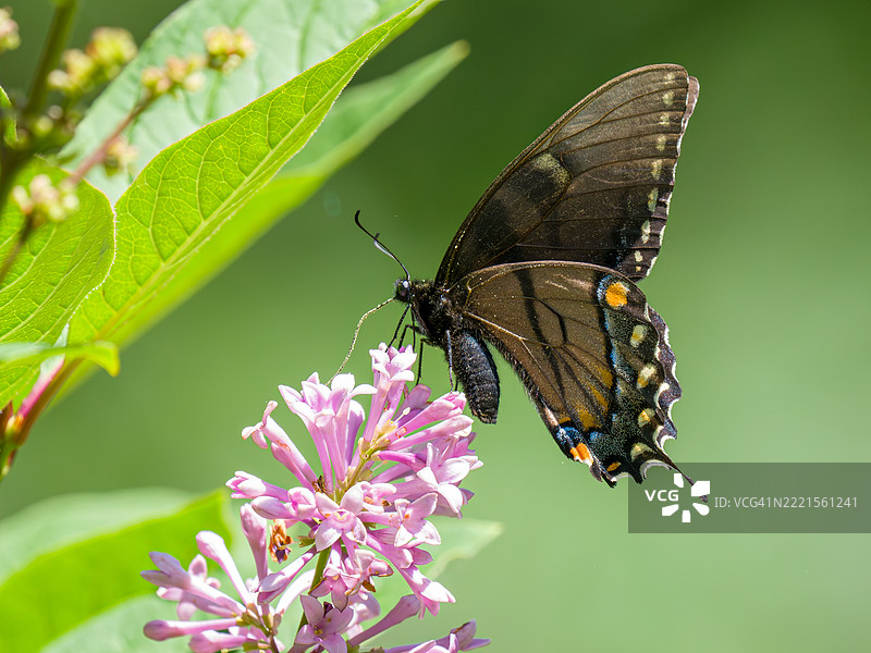 黑色变种虎纹凤蝶图片素材
