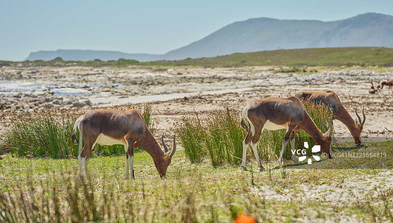 优雅的羚羊在南非郁郁葱葱的绿地上觅食图片素材