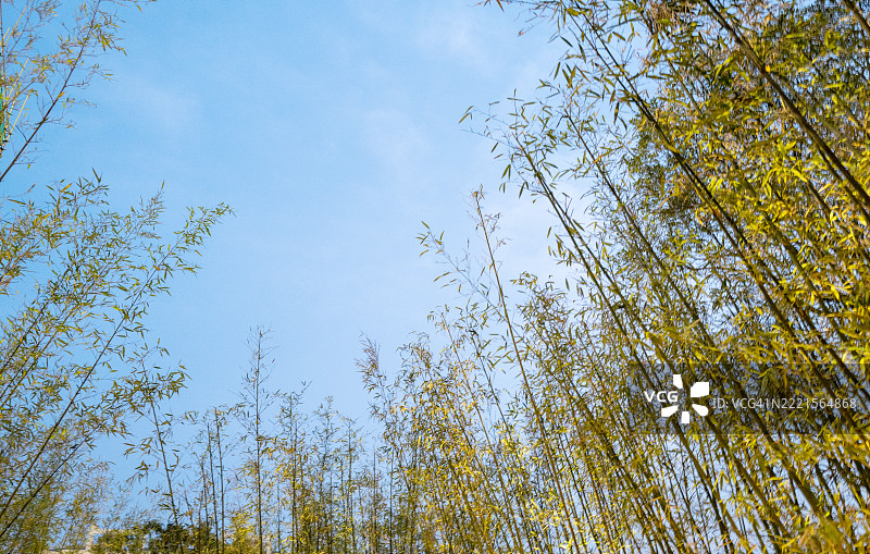 蓝天下的高大树木图片素材