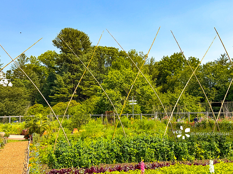 宾夕法尼亚州肯尼特广场的朗伍德花园中的蔬菜园里的竹竿图片素材
