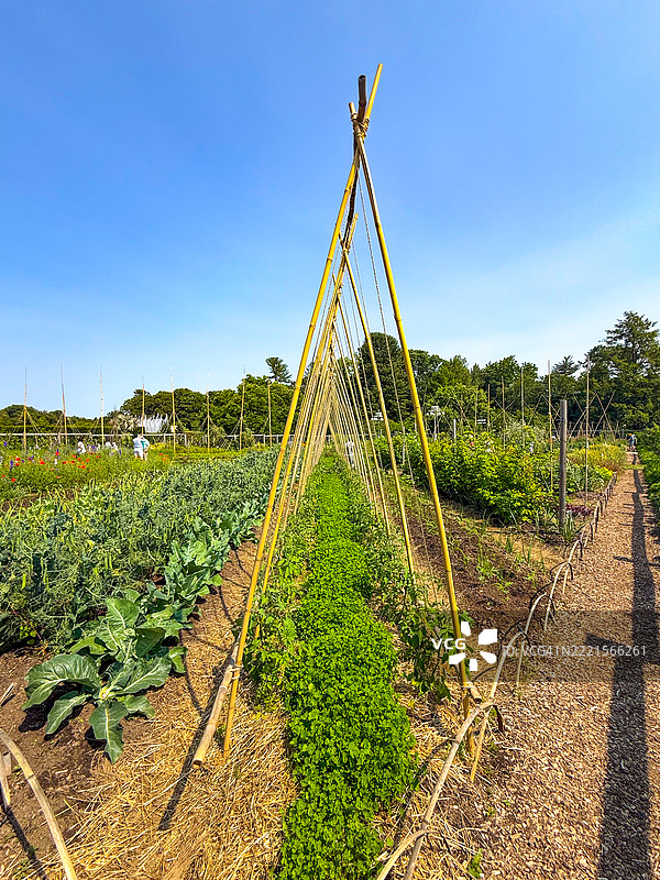 宾夕法尼亚州肯尼特广场的朗伍德花园中的蔬菜园里的竹竿图片素材
