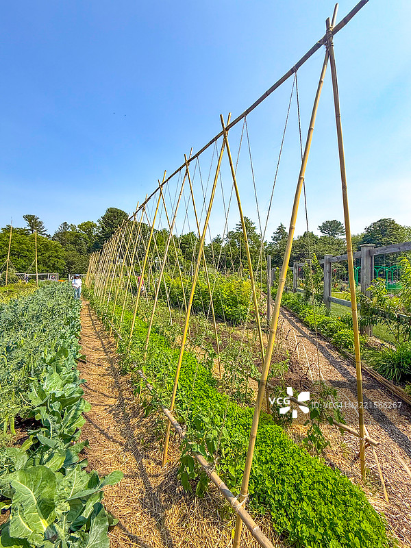 宾夕法尼亚州肯尼特广场的朗伍德花园中的蔬菜园里的竹竿图片素材