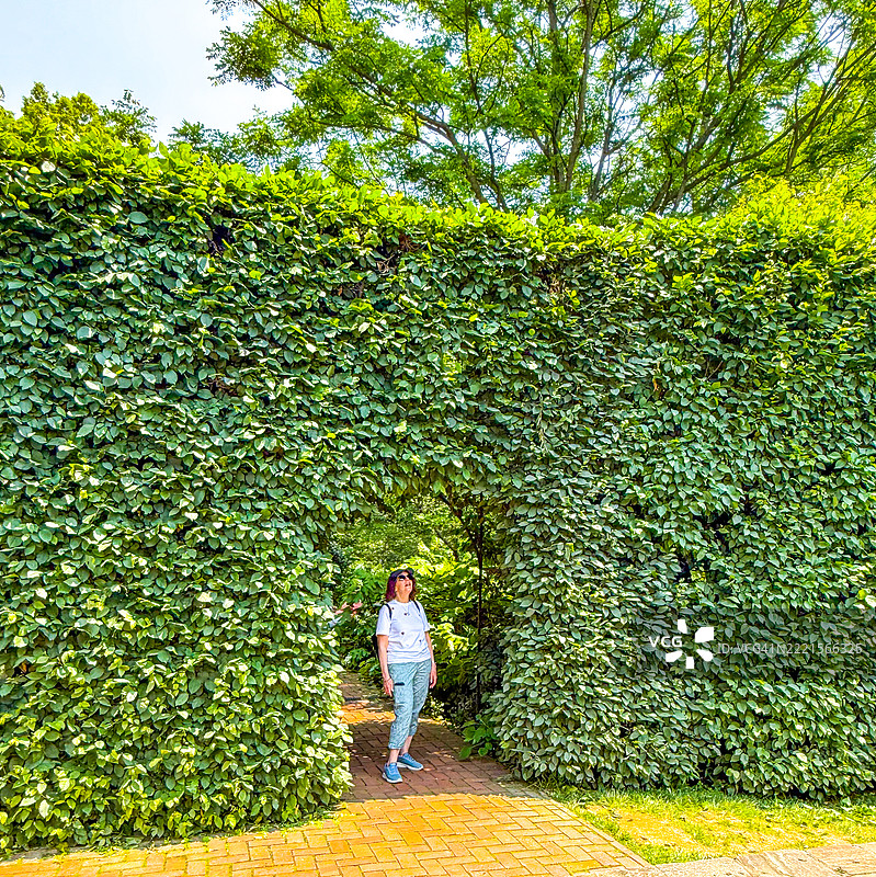 女性走过宾夕法尼亚州肯尼特广场朗伍德花园的欧洲山毛榉树篱的缝隙。图片素材