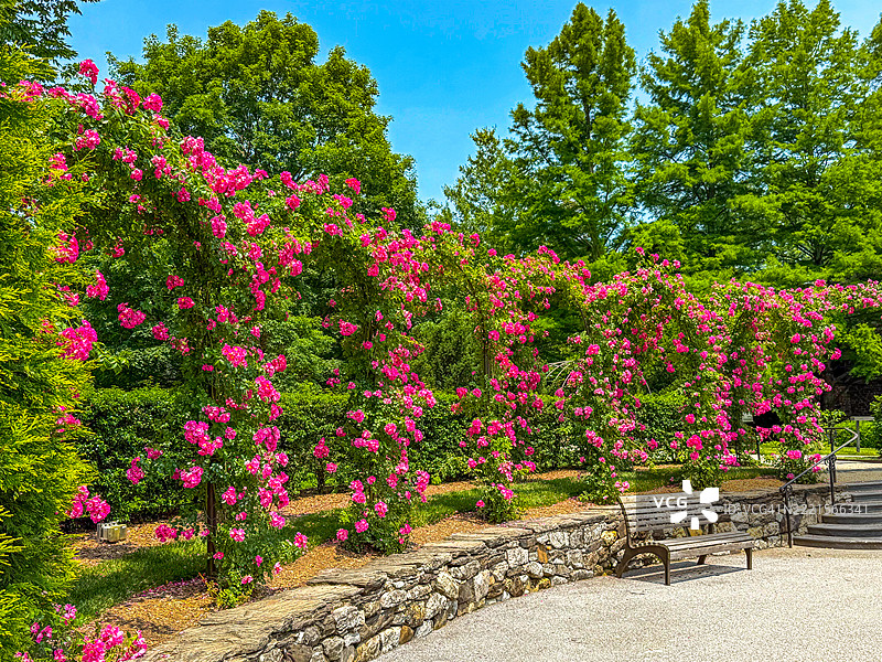 长木花园（Longwood Gardens），宾夕法尼亚州肯尼特广场（Kennett Square）上的攀缘玫瑰架图片素材