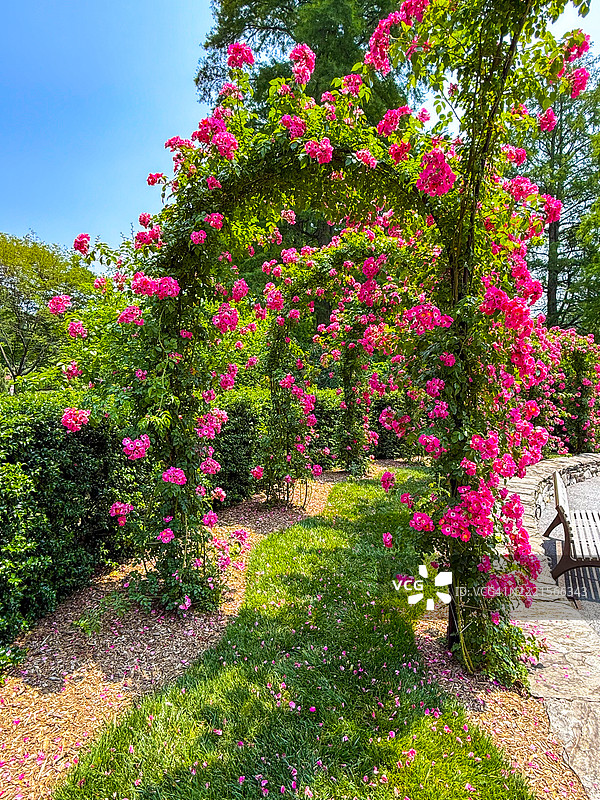 长木花园的攀缘玫瑰在格架上盛开，位于宾夕法尼亚州肯尼特广场图片素材