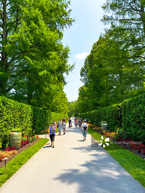 人们在宾夕法尼亚州肯尼特广场的朗伍德花园高高的树篱之间散步图片素材