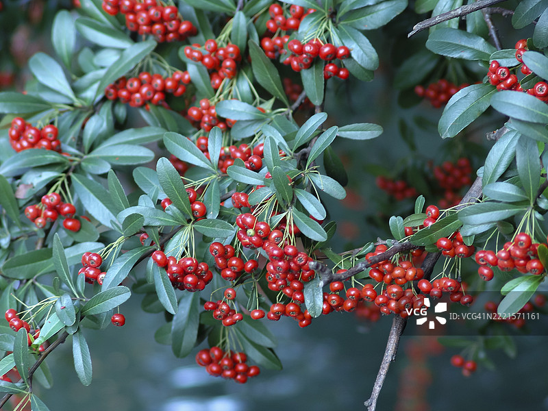 鲜艳的红色阿尔迪西亚莓果（圣诞莓）图片素材