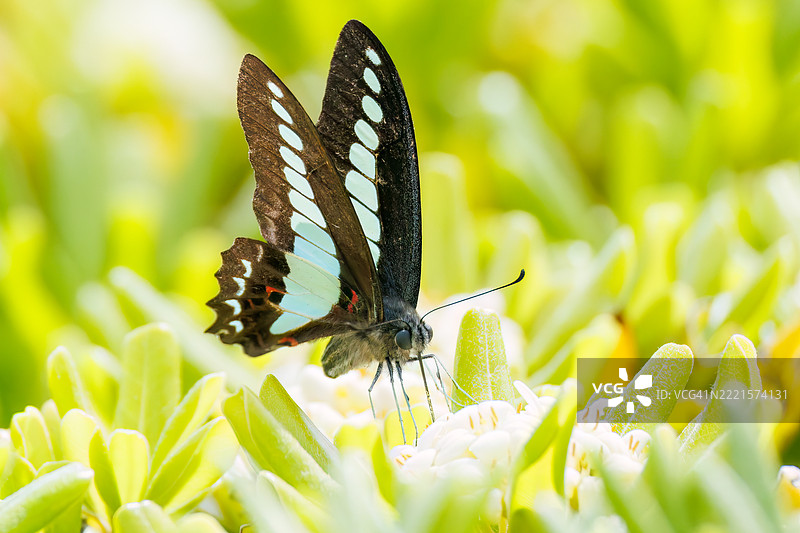 一只美丽的蓝斑凤蝶（Graphium sarpedon，凤蝶科）在花丛中翩翩起舞。图片素材
