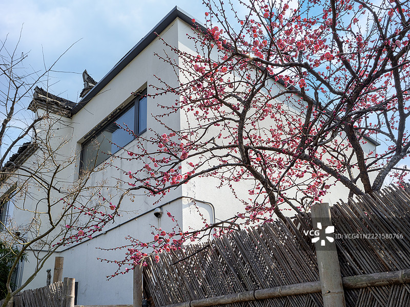 盛开的粉色梅花在传统房屋旁图片素材