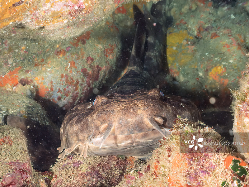 日本摇头鲨,Orectolobus japonicus,鲨鱼,位于海洞中。它们通常生活在较深的水域,但在初夏时会来到浅海洞中产仔。图片素材