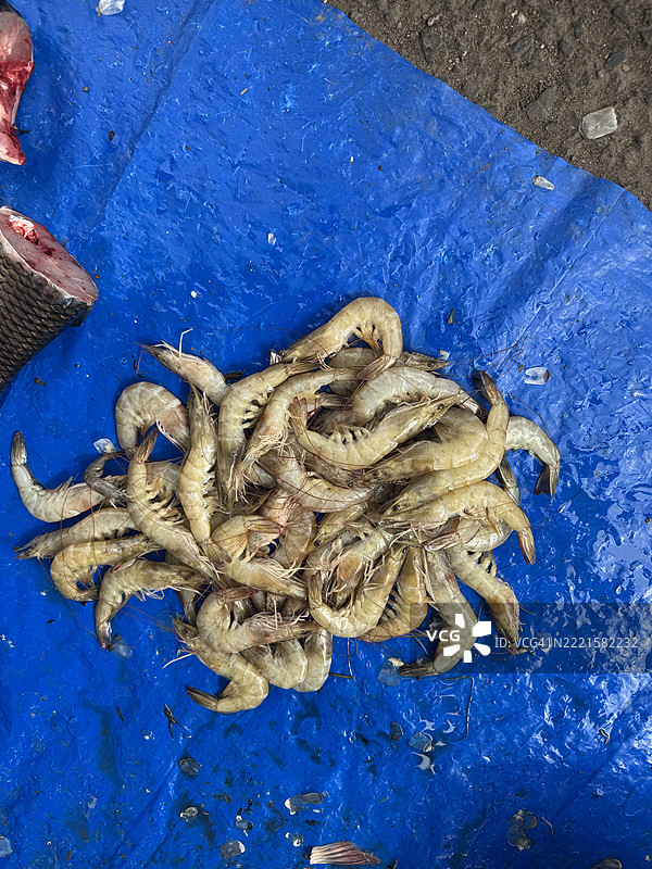 当地市场出售的有机鳗鱼图片素材