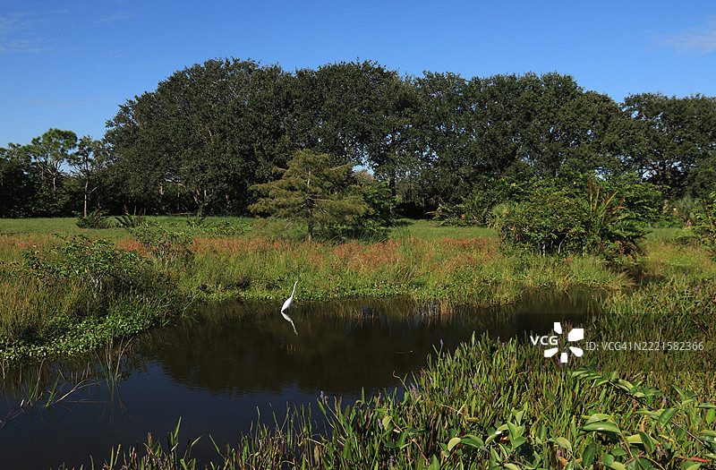 佛罗里达湿地中一只孤独的白鹭在觅食图片素材