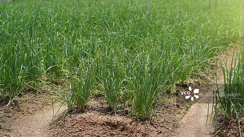 葱农场图片素材