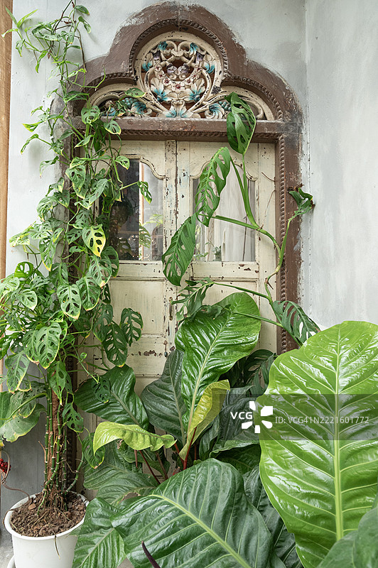 一扇门左侧和右侧各有一盆植物图片素材