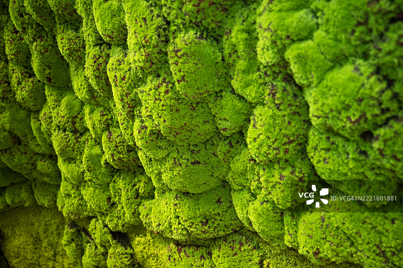 一株长满绿色苔藓的植物，带着一簇绿色叶子图片素材