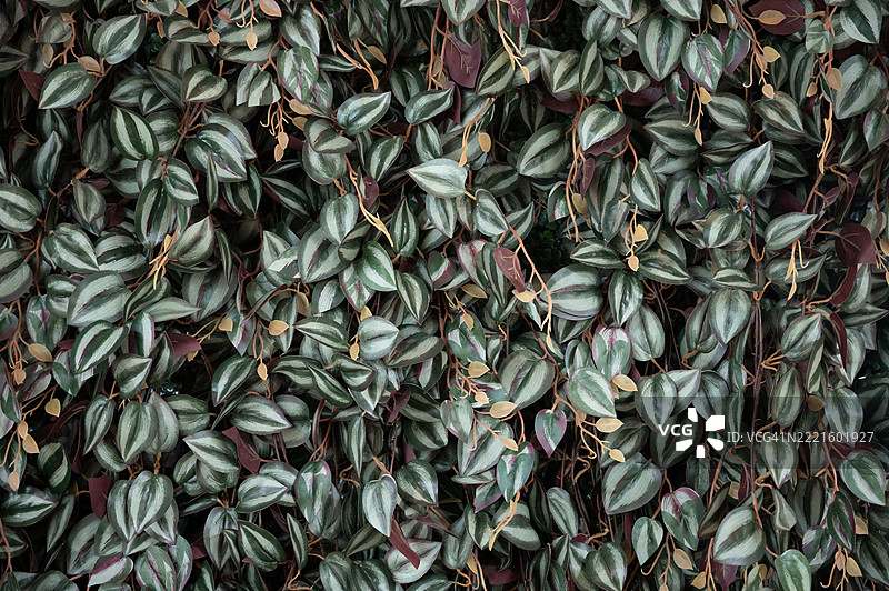 一株绿叶红茎的植物图片素材