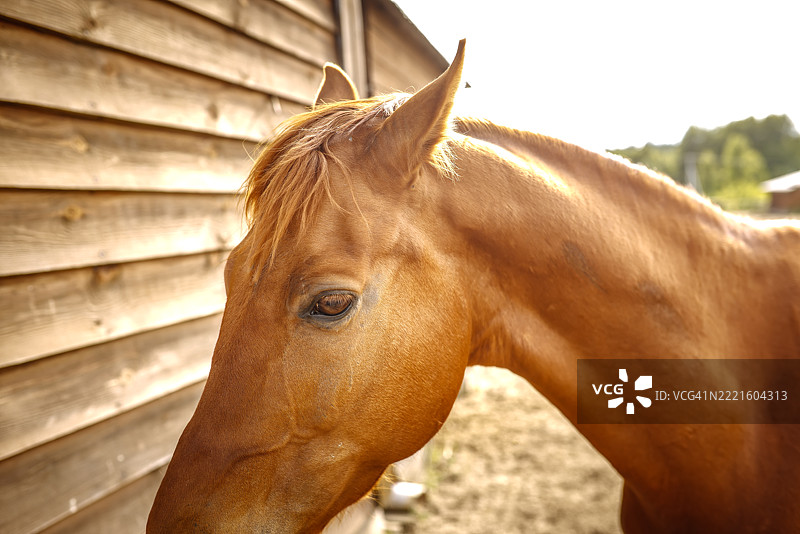 夏日早晨的农场，红色的布久诺夫斯基马图片素材