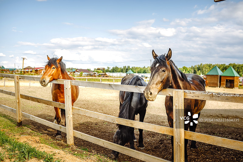夏日的宁静：在农场的马厩里，三匹马享受着夏天的宁静。图片素材