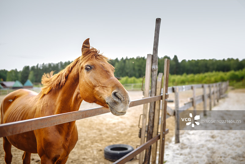 在围栏旁的红色布久诺夫斯基马的情感特征。搞笑的马肖像图片素材