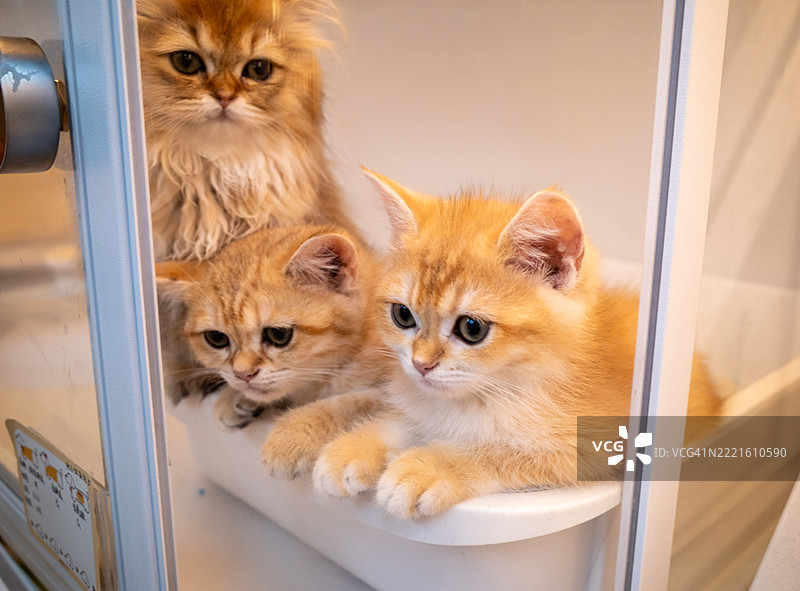 三只可爱的猫咪在小围栏里放松休息图片素材