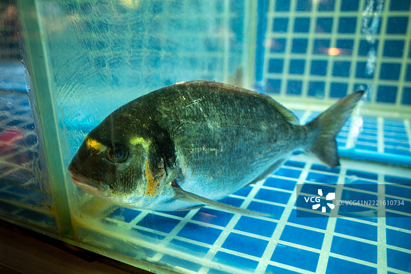 水族箱中的活海鲷图片素材