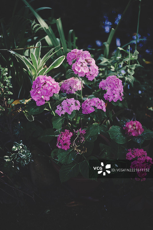 柔和自然光下的粉色绣球花简单照片。精致优雅的花卉场景，完美适用于自然、花园、健康、婚礼和极简设计主题。图片素材