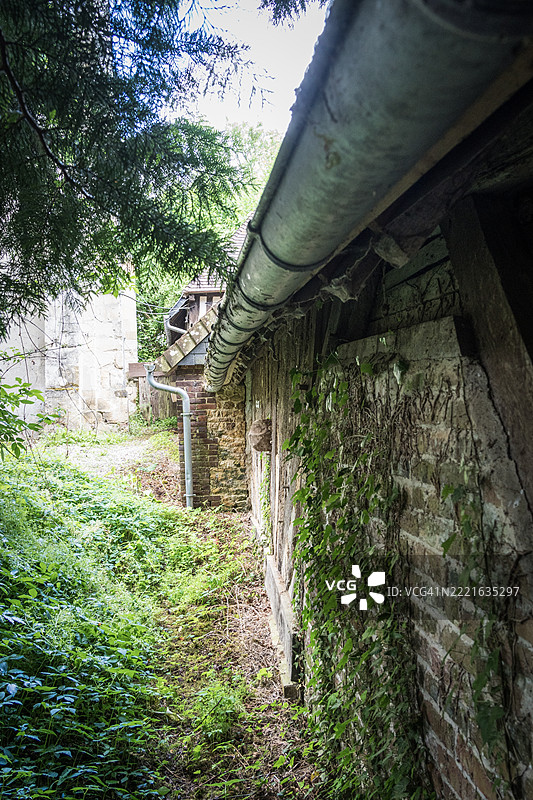 长满常春藤的墙壁图片素材