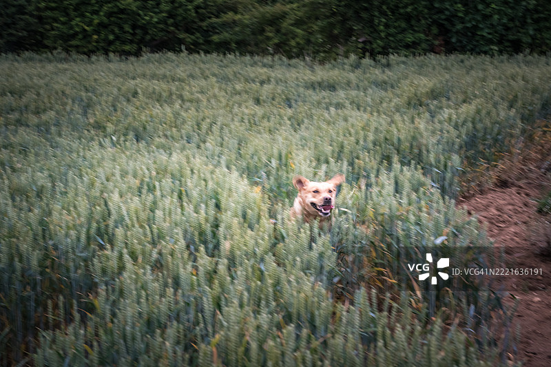 年轻的金色拉布拉多猎犬母犬图片素材